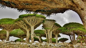 Discover the World's Most Beautiful and Captivating Forests - image 1