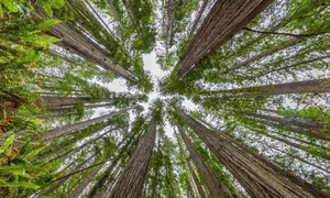 Discover the World's Most Beautiful and Captivating Forests - image 7