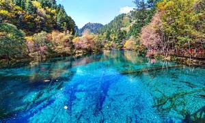 Discover the World's Most Beautiful and Captivating Forests - image 8