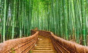 Discover the World's Most Beautiful and Captivating Forests - image 5