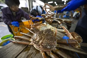 The Giant Crab Species That Once Sold for an Astonishing $70,000 - image 3
