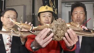 The Giant Crab Species That Once Sold for an Astonishing $70,000 - image 1
