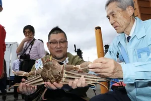 The Giant Crab Species That Once Sold for an Astonishing $70,000 - image 8