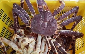 The Giant Crab Species That Once Sold for an Astonishing $70,000 - image 9
