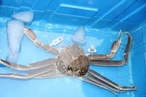 The Giant Crab Species That Once Sold for an Astonishing $70,000 - image 6