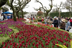 Spring Magic: The Tulip Festival and Tet Celebrations at Ba Na Hills - image 5