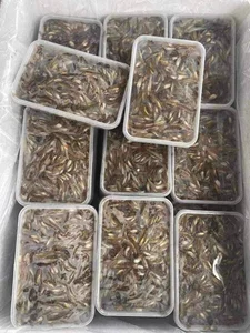 From Humble Roots to Gourmet Specialty: The Rise of the 'Poor Man's Fish' - image 8