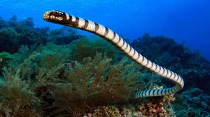 Fascinating Facts About Sea Snakes: Surprising Truths Revealed - image 0