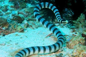 Fascinating Facts About Sea Snakes: Surprising Truths Revealed - image 3