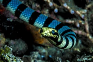 Fascinating Facts About Sea Snakes: Surprising Truths Revealed - image 7