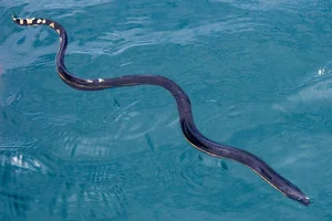Fascinating Facts About Sea Snakes: Surprising Truths Revealed - image 1