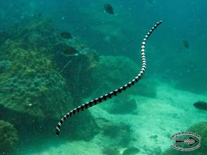 Fascinating Facts About Sea Snakes: Surprising Truths Revealed - image 2