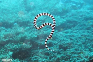 Fascinating Facts About Sea Snakes: Surprising Truths Revealed - image 8