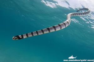 Fascinating Facts About Sea Snakes: Surprising Truths Revealed - image 6