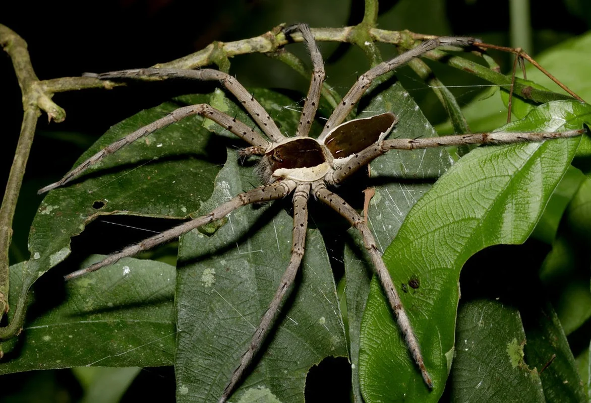 Exotic Insects of Cuc Phuong National Park Captured on Camera