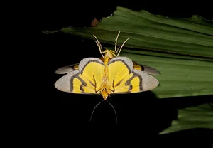 Exotic Insects of Cuc Phuong National Park Captured on Camera - image 6