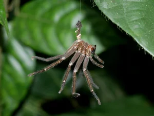 Exotic Insects of Cuc Phuong National Park Captured on Camera - image 9