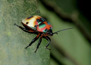 Exotic Insects of Cuc Phuong National Park Captured on Camera - image 7
