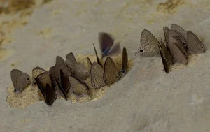 Exotic Insects of Cuc Phuong National Park Captured on Camera - image 10