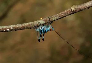Exotic Insects of Cuc Phuong National Park Captured on Camera - image 3