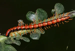 Exotic Insects of Cuc Phuong National Park Captured on Camera - image 14
