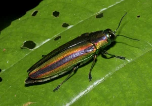 Exotic Insects of Cuc Phuong National Park Captured on Camera - image 5