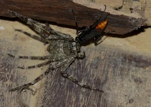 Exotic Insects of Cuc Phuong National Park Captured on Camera - image 1