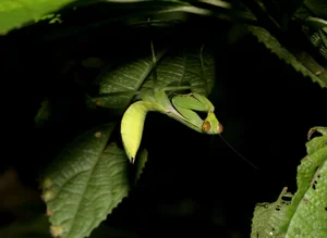 Exotic Insects of Cuc Phuong National Park Captured on Camera - image 13