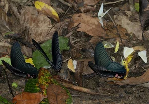 Exotic Insects of Cuc Phuong National Park Captured on Camera - image 11