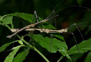 Exotic Insects of Cuc Phuong National Park Captured on Camera - image 2