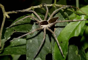 Exotic Insects of Cuc Phuong National Park Captured on Camera - image 0