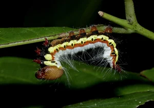 Exotic Insects of Cuc Phuong National Park Captured on Camera - image 4