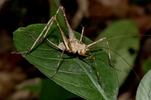 Exotic Insects of Cuc Phuong National Park Captured on Camera - image 12