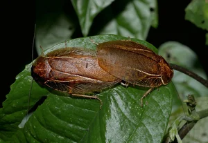 Exotic Insects of Cuc Phuong National Park Captured on Camera - image 8