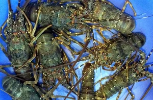 Top 4 Most Expensive and Famous Lobster Varieties in Vietnam - image 7