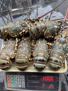 Top 4 Most Expensive and Famous Lobster Varieties in Vietnam - image 8