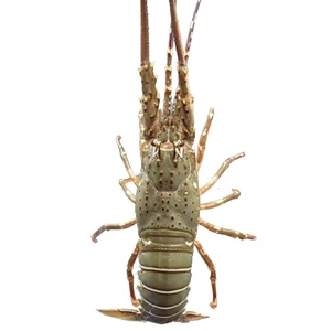 Top 4 Most Expensive and Famous Lobster Varieties in Vietnam - image 1