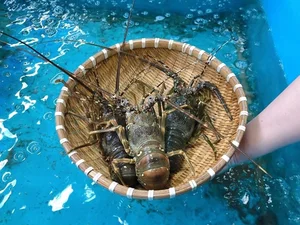 Top 4 Most Expensive and Famous Lobster Varieties in Vietnam - image 0