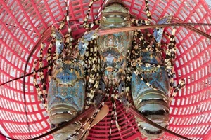 Top 4 Most Expensive and Famous Lobster Varieties in Vietnam - image 2
