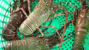 Top 4 Most Expensive and Famous Lobster Varieties in Vietnam - image 9