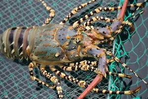 Top 4 Most Expensive and Famous Lobster Varieties in Vietnam - image 5