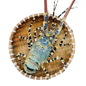 Top 4 Most Expensive and Famous Lobster Varieties in Vietnam - image 4