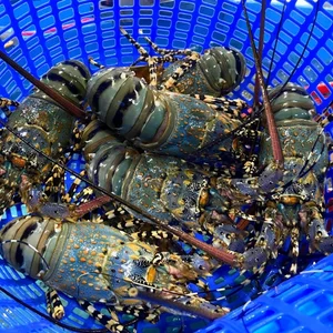 Top 4 Most Expensive and Famous Lobster Varieties in Vietnam - image 3