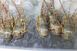 Top 4 Most Expensive and Famous Lobster Varieties in Vietnam - image 6
