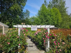 A Labor of Love: How a Husband Transformed a Wild Garden into a Stunning Rose Paradise for His Wife - image 5