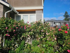A Labor of Love: How a Husband Transformed a Wild Garden into a Stunning Rose Paradise for His Wife - image 7