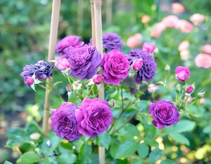 A Labor of Love: How a Husband Transformed a Wild Garden into a Stunning Rose Paradise for His Wife - image 4