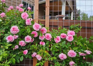 A Labor of Love: How a Husband Transformed a Wild Garden into a Stunning Rose Paradise for His Wife - image 8