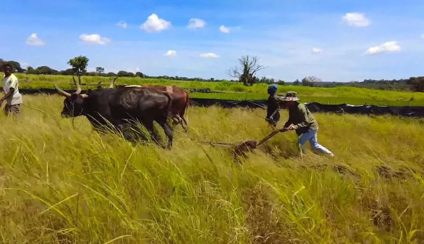 Exploring the Lush Green Vegetable Farm of Quang Linh Vlogs in Africa