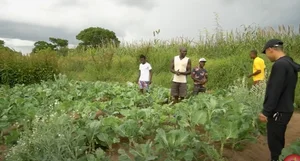 Exploring the Lush Green Vegetable Farm of Quang Linh Vlogs in Africa - image 2